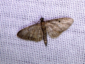 0471 Eupithecia tripunctaria  31 08 2018 Collonges JESC 025.JPG