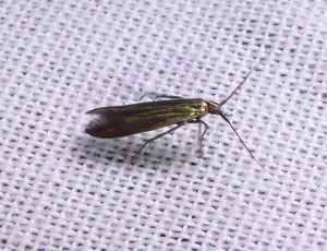 L 1507 Monochroa tenebrella 31 08 2018 Collonges JESC 067.JPG