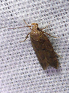 L 1739 Sitotroga cerealella 31 08 2018 Collonges JESC 149.JPG