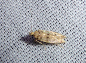 L 1739 Sitotroga cerealella 31 08 2018 Collonges JESC 223.JPG