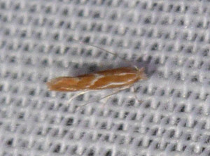 L 0530 Phyllonorycter leucographella 31 08 2018 Collonges JESC 066 (2).JPG