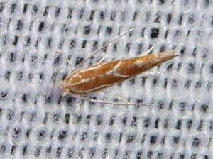 L 0530 Phyllonorycter leucographella 31 08 2018 Collonges JESC 131.JPG