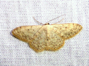 0186 Idaea biselata  02 09 2018 Brouilly JESC 095.JPG