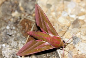 Deilephila elpenor-0664ppc.jpg