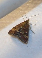 L 3092 Pyrausta ostrinalis 17 09 2018 Lissieu JESC 003-2 (30).JPG