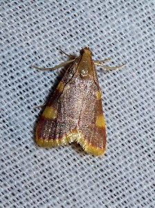 L 2726 Hypsopygia costalis 17 09 2018 Lissieu JESC 149.JPG