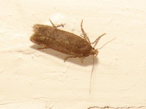 Bryotropha terrella (6).JPG