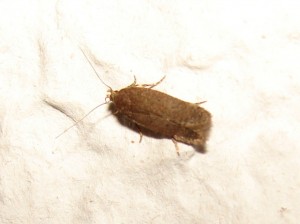 Bryotropha terrella.JPG