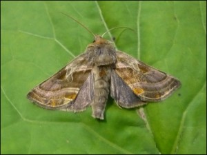 Noc - Euchalcia variabilis.jpg