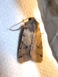 1203 Agrochola litura 06 10 2018 Lissieu JESC 107.JPG
