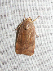 1481 Noctua janthe-janthina 06 10 2018 Lissieu JESC 066.JPG