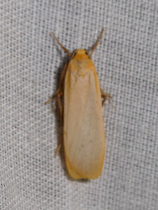 0809 Eilema depressa f 17 10 2018 Lissieu Bois Dieu JESC 002 (18).JPG