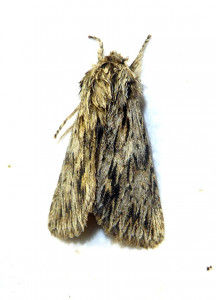 1052 Asteroscopus sphinx 22 11 2018 Lissieu Bois Dieu JESC 017.JPG