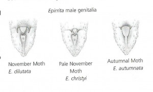 Epirrita differentiation.jpg