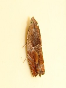 Ancylis mitterbacheriana.JPG