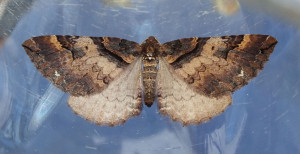 Anticlea badiata a.jpg