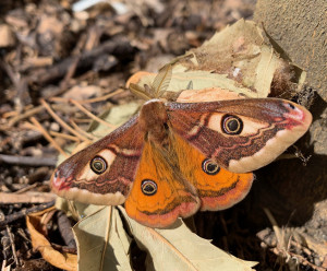 Saturnia pavonia rdt-0130.jpg