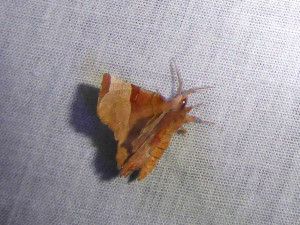 0593 Selenia tetralunaria 01 05 2019 Champagne Gabrielle JESC 062.JPG