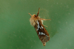 Papillon01cR.JPG