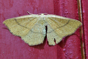 20  ptetre Cyclophora suppunctaria Z -L'Ephyre blond-roux_redimensionner.jpg