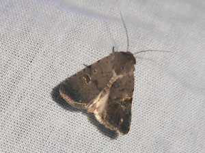 1133 Caradrina flavirena ou 1137 Platyperigea Caradrina kadenii 07 05 2019 Corcelles-en-Beaujolais JESC 133.JPG