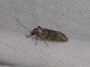 L 2026 Cnephasia communana 07 05 2019 Corcelles-en-Beaujolais JESC 110.JPG