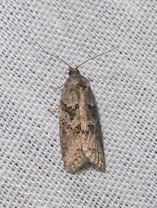 L 2026 Cnephasia communana 07 05 2019 Corcelles-en-Beaujolais JESC 089.JPG