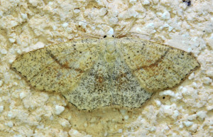 41 Cyclophora quercimontaria _redimensionner.jpg