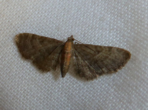 0438 Eupithecia haworthiata 27 05 2019 Lozanne Calendrieres JESC 105 - Copie.JPG