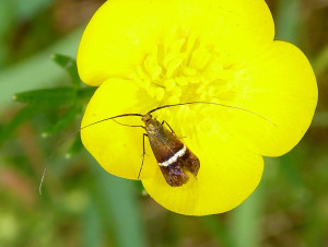 L 0200 Adela australis 30 05 2019 Forêt de Brou StVérand  JESC 094 (34) - Copie.JPG