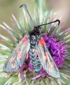 Zygène de la filipendule Zygaena filipendulae Bernis (1).JPG