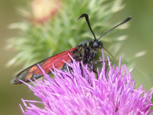 Zygène de la filipendule Zygaena filipendulae Bernis (4).JPG