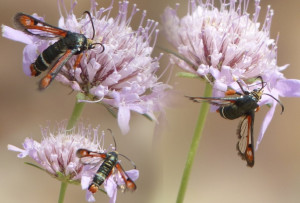 Sésie de l'oseille Pyropteron chrysidiformis Bernis.JPG