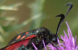 Zygène de la filipendule Zygaena filipendulae Bernis (2).JPG