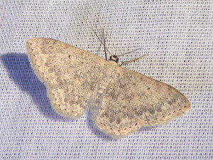 0154 Idaea typicata 06 06 2019 Fleurie JESC 277.JPG