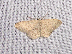 0186 Idaea biselata 06 06 2019 Fleurie JESC 187.JPG