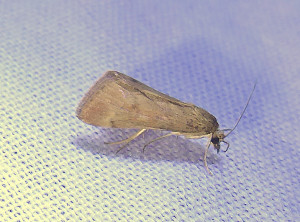 L 2886 Euzophera cinerosella 06 06 2019 Fleurie JESC 224.JPG