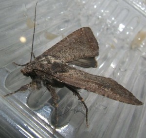 naissance noctuelle foncée 2009.07.28 (18p%).JPG