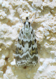 609 Scoparia pyralella_redimensionner.jpg