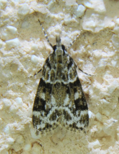 Eudonia delunella_redimensionner.jpg