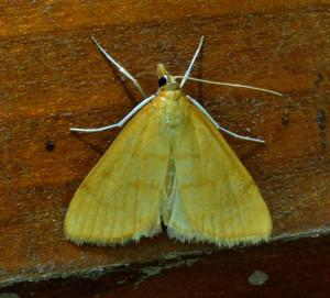 ptetre mecyna lutealis _redimensionner.jpg