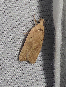 L 1210 Agonopterix atomella 16 06 2019 SteMarie Morillon JESC 172.JPG