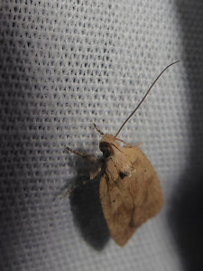 L 1210 Agonopterix atomella 16 06 2019 SteMarie Morillon JESC 174.JPG