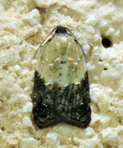 682 Acleris variegana_redimensionner.jpg