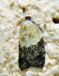 683 Acleris variegana_redimensionner.jpg