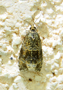 Celypha lacunana - tordeuse fraisier 2_redimensionner.jpg