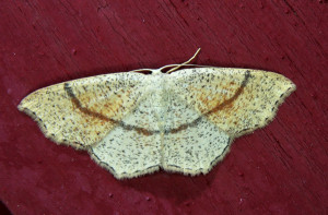 Cyclophora quercimontaria - L'Ephyre de Bastelberger  - ptetre punctaria_redimensionner.jpg