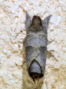 Clostera pigra_redimensionner.jpg