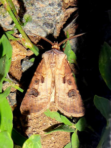 1564 possible Agrotis segetum ou 1565 clavis ou exclamationis 23 06 2019 LesCrêts JESC 358.JPG
