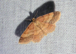 0217 Scopula rubiginata ou 0146 Idaea ochrata 23 06 2019 LesCrêts JESC 380.JPG